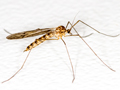 Trichocera annulata